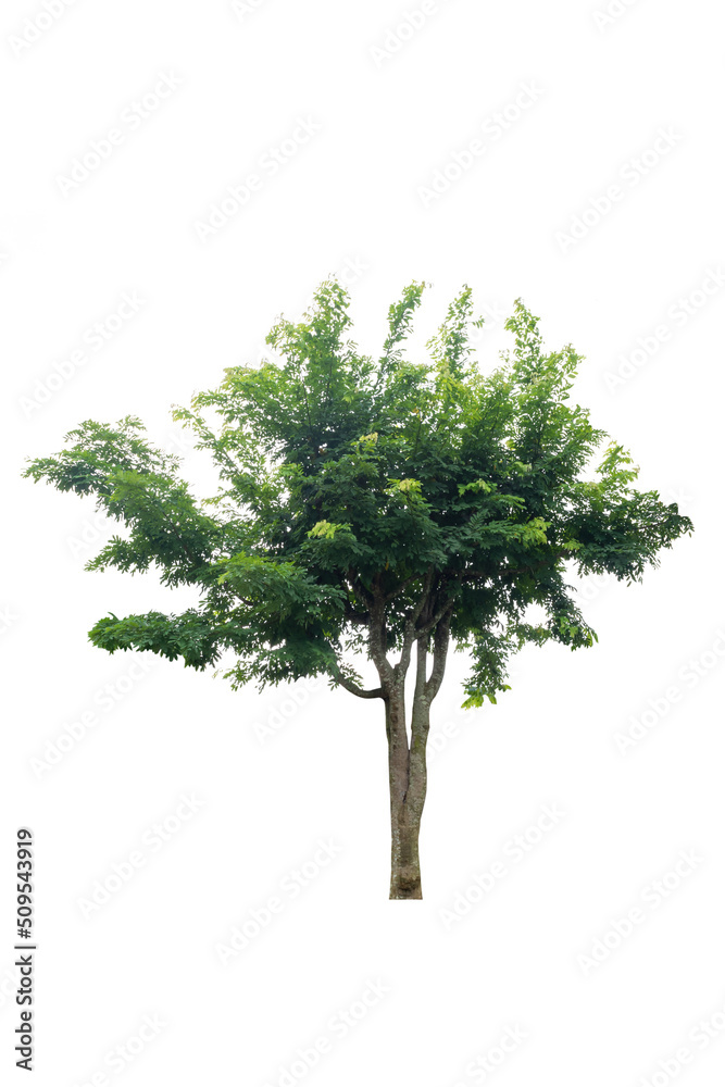 Obraz premium A single alive tree on the white background cutout, plant and nature concept for design