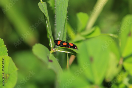 cercopis vulnerata insect macro photo photo