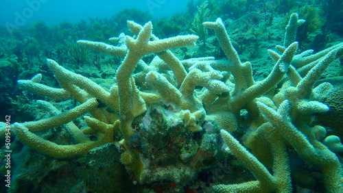 Stony coral staghorn coral (Acropora cervicornis) undersea, Atlantic Ocean, Cuba, Varadero
 photo