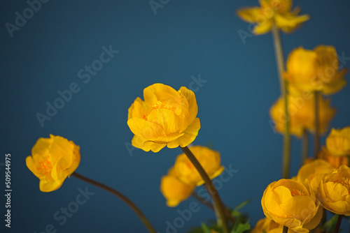 bright yellow bathing suit flowers on dark blue background.