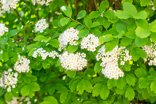 Many white Spirea (Spiraea Vanhouttei Briot Zabel Gold Fountain) flowers with green leaves in spring in the garden. photo