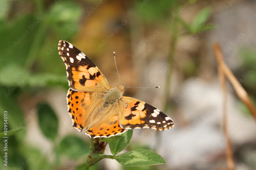 Painted Lady (Vanessa cardui), macro photography of the colorful butterfly on meadow Painted Lady (Vanessa cardui), macro photography of the colorful butterfly on meadow