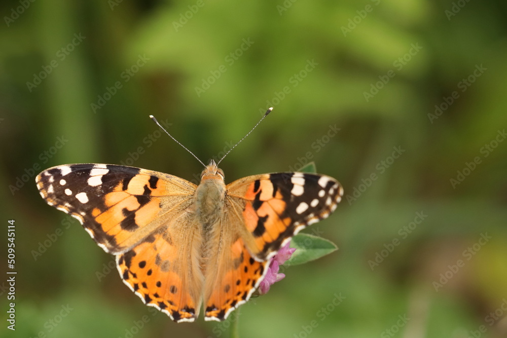 Painted Lady (Vanessa cardui), macro photography of the colorful butterfly on meadow Painted Lady (Vanessa cardui), macro photography of the colorful butterfly on meadow