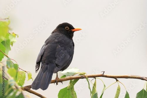 Common blackbird on the branch of birch tree