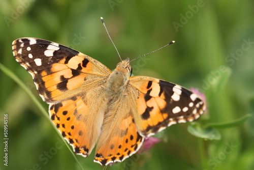 Painted Lady (Vanessa cardui), macro photography of the colorful butterfly on meadow