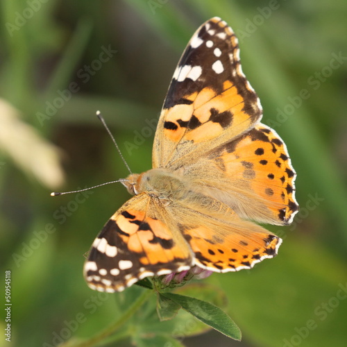 Painted Lady (Vanessa cardui), macro photography of the colorful butterfly on meadow © Simun Ascic