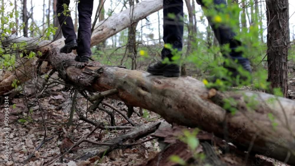 Team orienteering in the forest. Teamwork concept. A team of tourists in the forest park overcomes obstacles through the fallen forest. Team orienteering in the forest. Teamwork concept. A team of tourists in the forest park overcomes obstacles through the fallen forest.