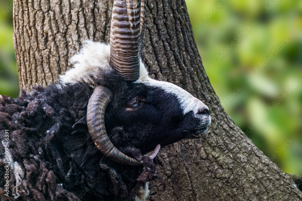 Black and white sheep ram with big horns portrait near a tree with blurred green background. Domestic farm animal Black and white sheep ram with big horns portrait near a tree with blurred green background. Domestic farm animal