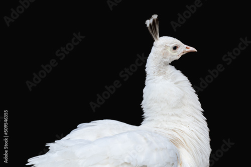 Fotografie White Peafowl, Indian Blue Peafowl (Pavo cristatus) female peahen close-up