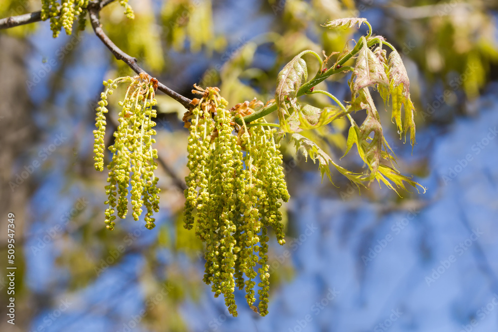 Naklejka premium Branch of red oak with catkins and young leaves