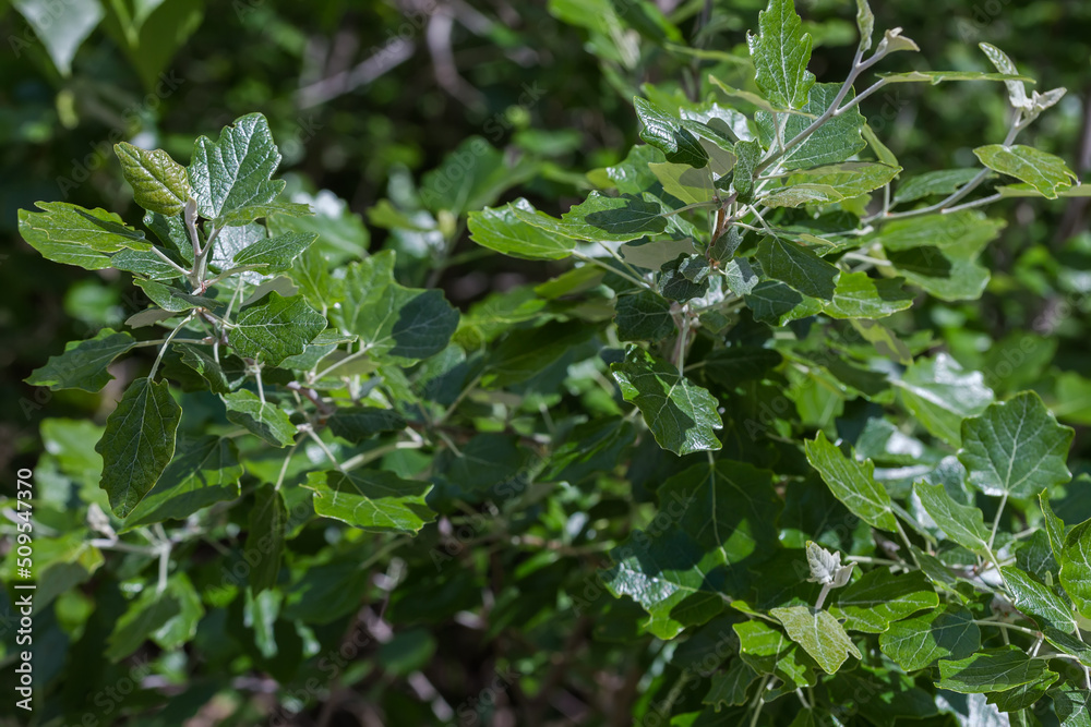 Branches of white poplar with young leaves, close-up Branches of white poplar with young leaves, close-up