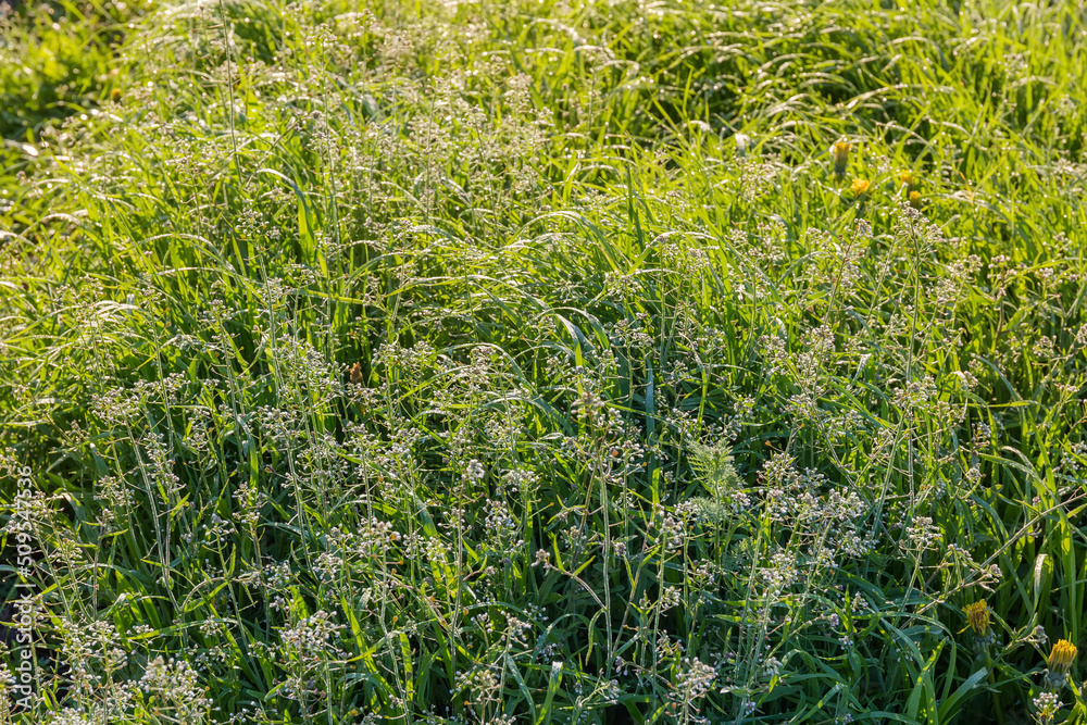 Stems of flowering shepherd's purse among the high grass Stems of flowering shepherd's purse among the high grass