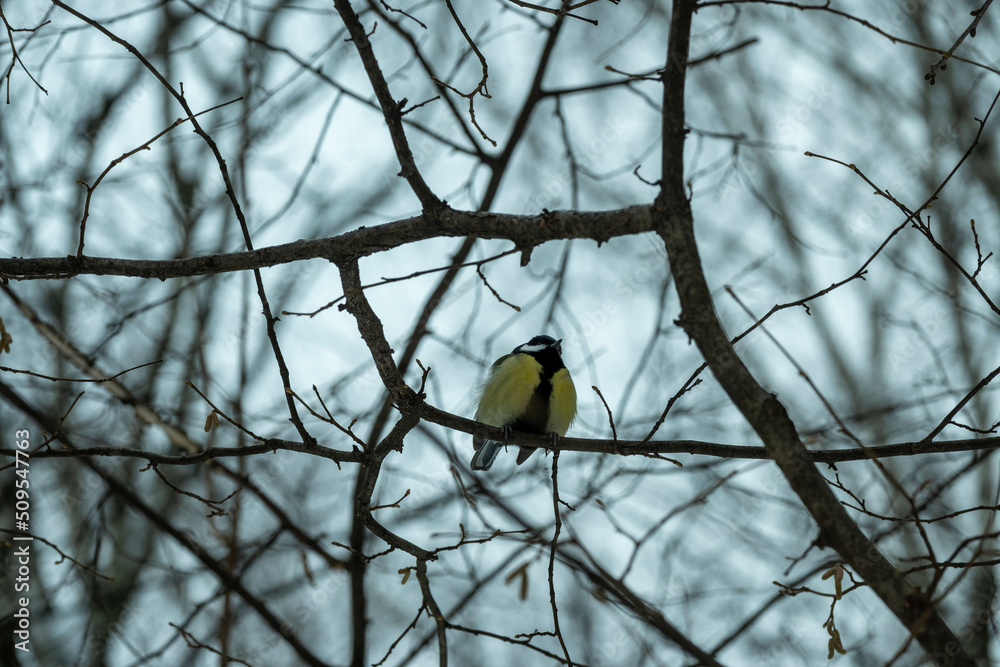 Naklejka premium A tit in the winter forest sits on a branch. Tit in its natural habitat