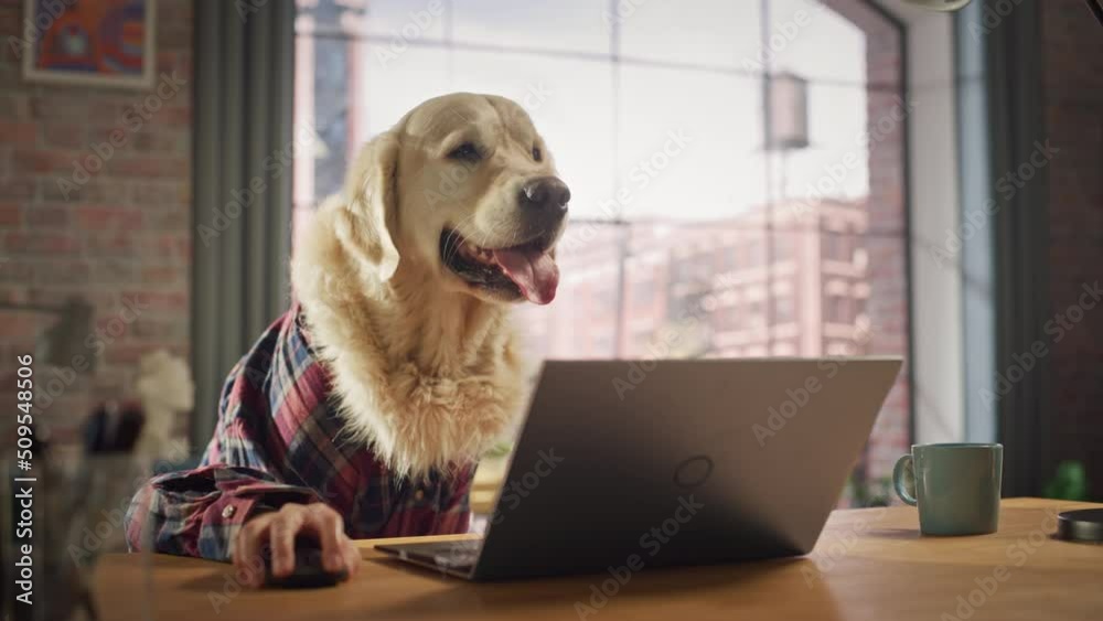 Golden Retriever Dog in a Checkered Shirt Sitting Behind a Table and ...