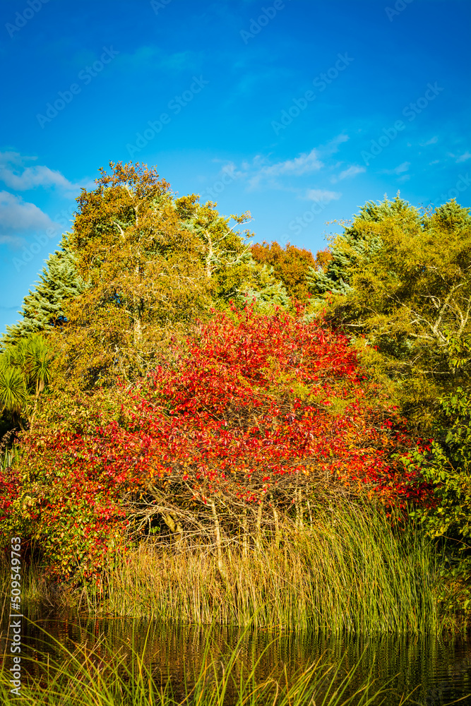 Fototapeta premium Bright autumn colors in the park by the lake.