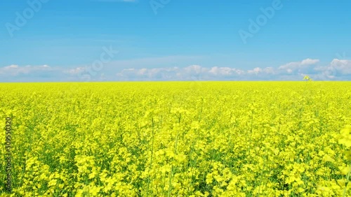 Rapeseed flowers close up. Bright yellow blooming rapeseed growing in agricultural fields. Sown fields rapeseed crop. Blooming canola field. Yellow flower blossom rapeseed canola agriculture field