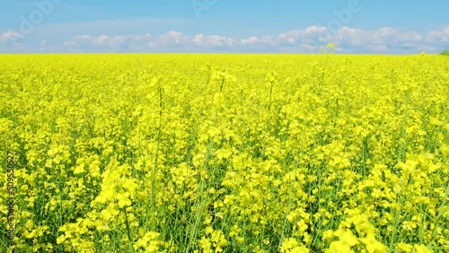Rapeseed flowers close up. Bright yellow blooming rapeseed growing in agricultural fields. Sown fields rapeseed crop. Blooming canola field. Yellow flower blossom rapeseed canola agriculture field