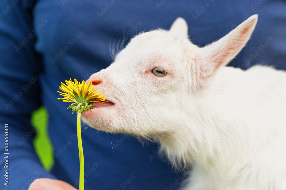 Fototapeta premium A small goat in the hands of a woman reaches for a dandelion