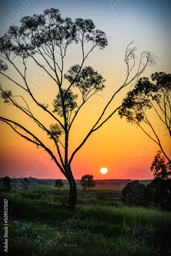sunset in the park