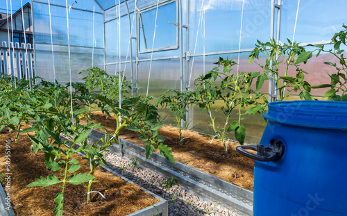flowering tomato plants in greenhouse. Polycarbonate hothouse in a kitchen-garden © sabbra_cadabra