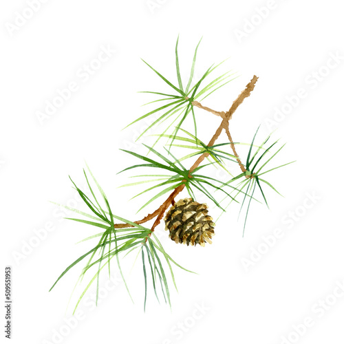 Fir tree branch with cone. Watercolor illustration isolated on a white background