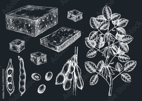 Tofu sketches collection on chalkboard. Sketched vegan vector food illustrations. Traditional Asian food ingredients. Tofu, soybeans, soya plant for packaging, menu, recipe, and product design