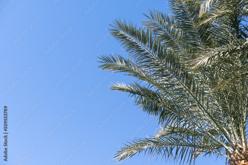 Palm trees against blue sky, Palm trees at tropical coast, coconut tree, summer tree