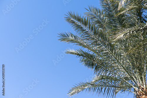 Palm trees against blue sky, Palm trees at tropical coast, coconut tree, summer tree © Angelov