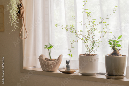 観葉植物と北欧インテリア