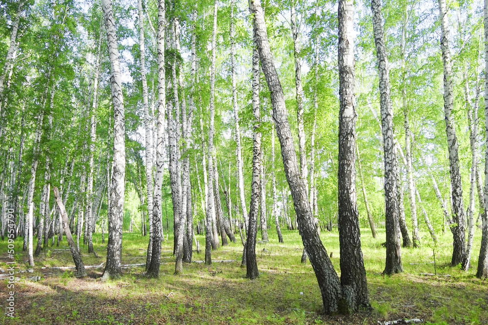 Naklejka premium Birch forest