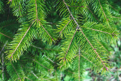 Christmas tree branches. Festive Xmas border of green branch of pine. Fir background  coniferous backdrop.