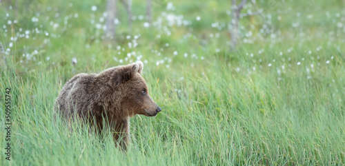 Young Brown bear (Ursus arctos) is sitting in tall grass on a Finnish bog