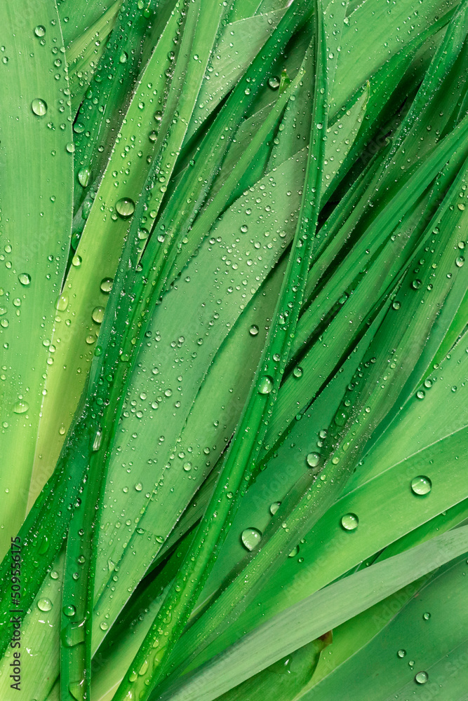 Fresh green leaves with dew drops.Beautiful natural background for computers, phones and smartphones Fresh green leaves with dew drops.Beautiful natural background for computers, phones and smartphones