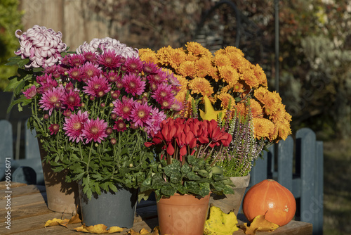 Fleurs d'automne, chrysanthème,cyclamen et bruyère