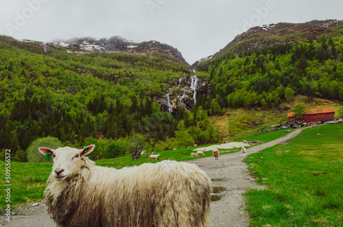 White sheep in the foreground in the middle of a path with a waterfall behind