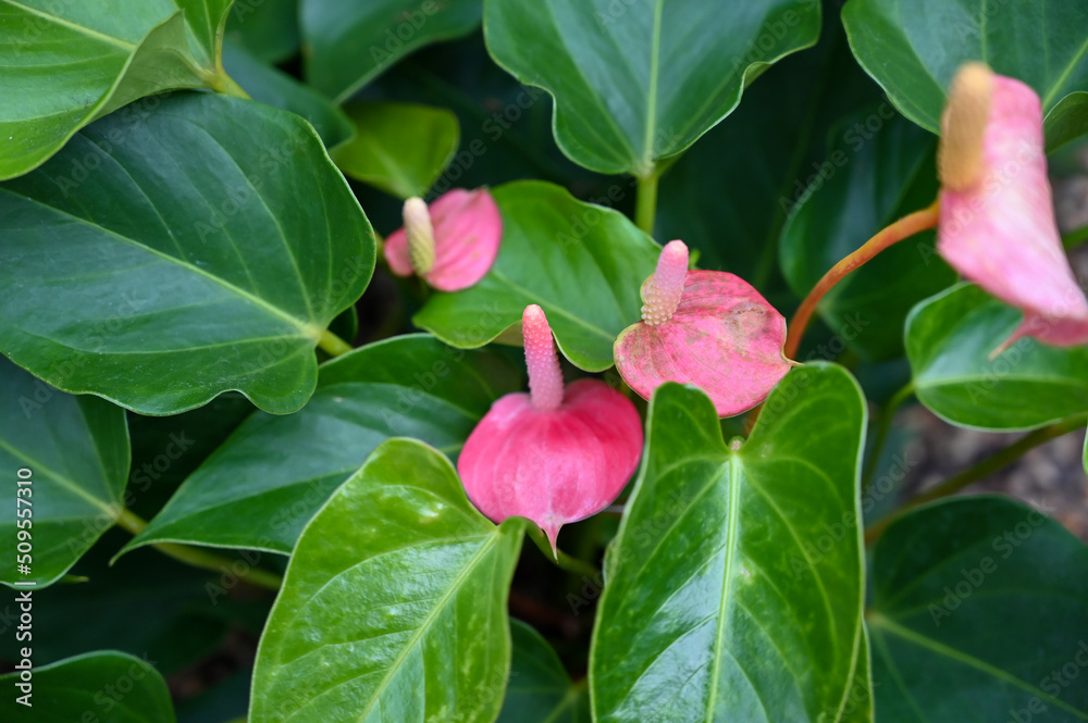 Beautiful Pink Flowers Plant in Garden Beautiful Pink Flowers Plant in Garden