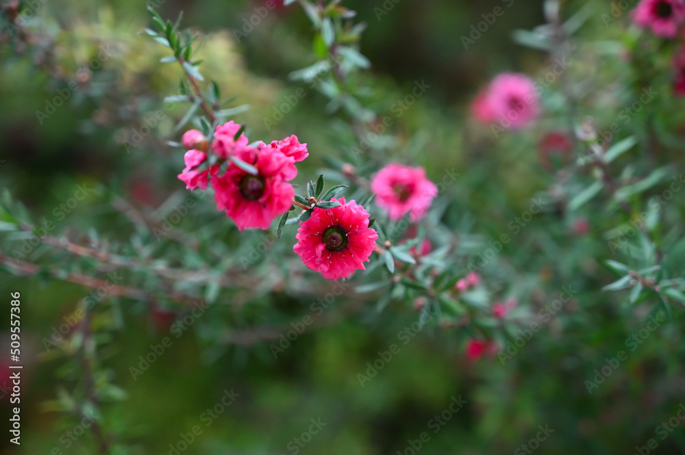 Beautiful Pink Flowers Plant in Garden Beautiful Pink Flowers Plant in Garden