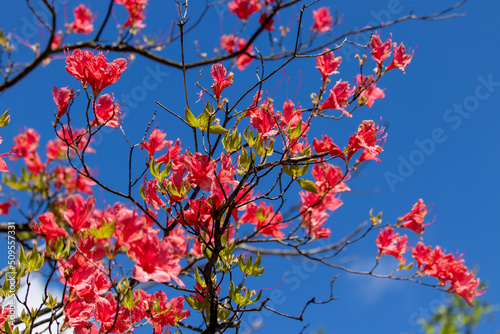 red flowers against sky
