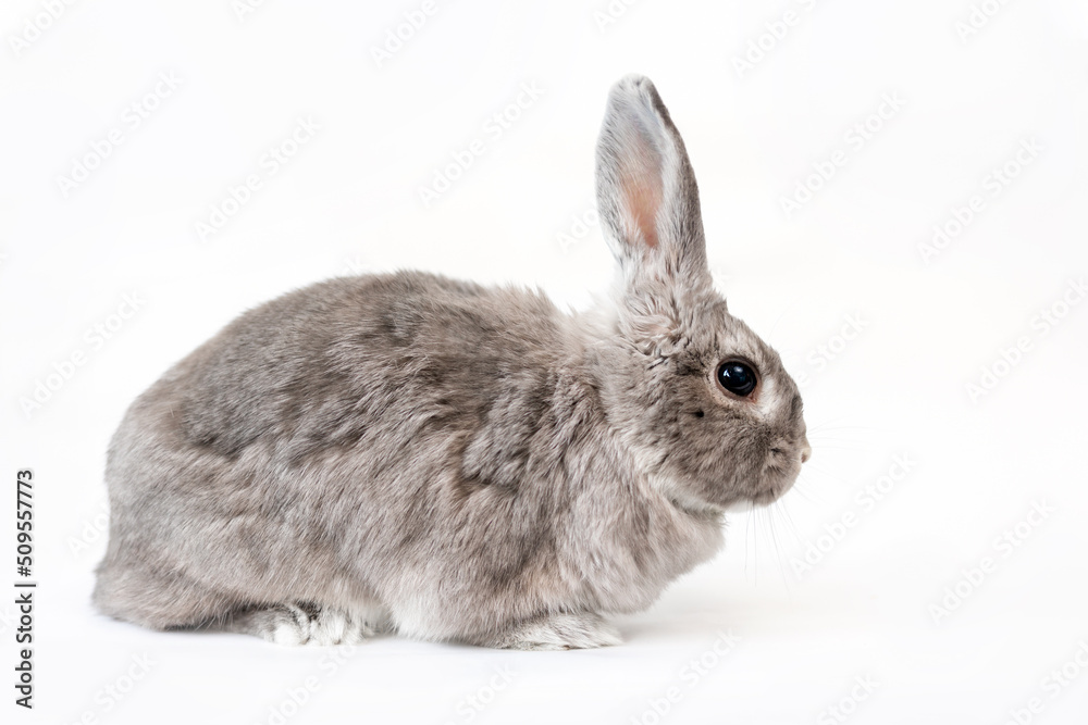 Gray rabbit on a white background. Copy space. Side view. The concept of advertising products for animals Gray rabbit on a white background. Copy space. Side view. The concept of advertising products for animals