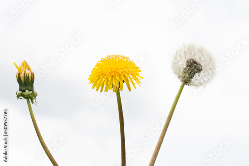 Unblown, yellow and fluffy dandelion on a white background. The concept of birth, youth and old age.