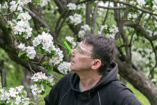 A man with a clothespin on his nose, in plastic glasses and blue gloves, smells the flowers of an apple tree. The concept of allergies and seasonal allergic rhinitis. © Vladimir