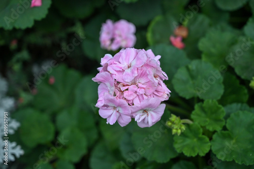 Beautiful Pink Flowers Plant in Garden