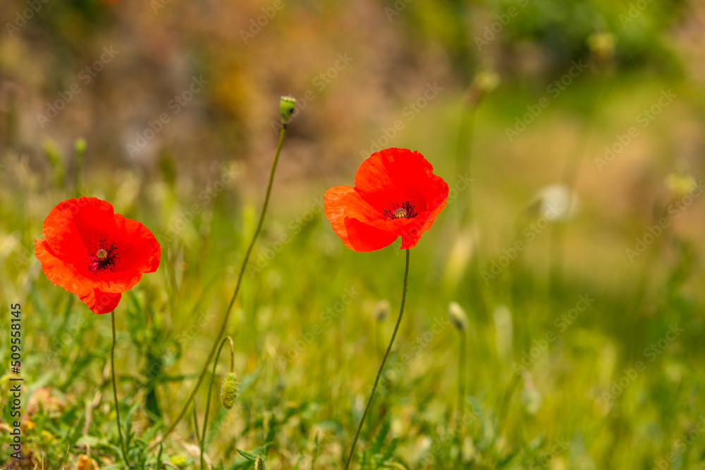 Mohnblume Mohnblume
