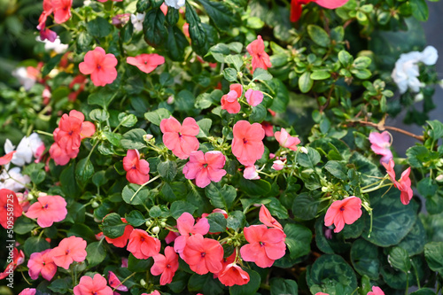 Beautiful Pink Flowers Plant in Garden