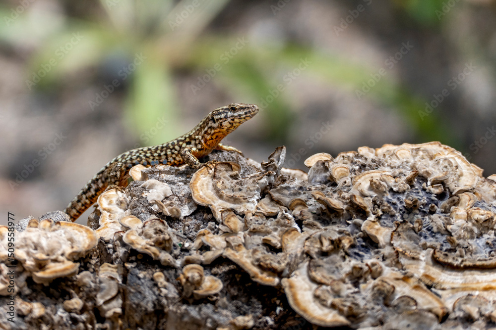 Fototapeta premium Conscente (Savona, Liguria)