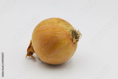 Onion, bulb, food