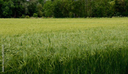 beautiful rye field, rye, ripe rye