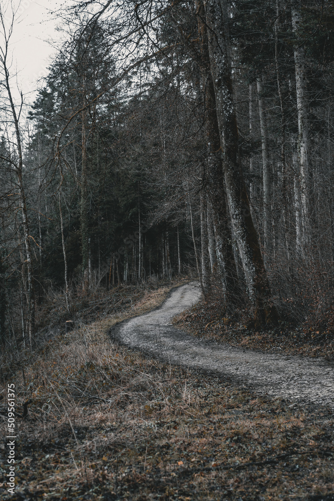 forest in winter