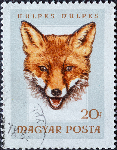 HUNGARY - CIRCA 1966: a postage stamp from HUNGARY, showing a portrait of a Red Fox (Vulpes vulpes) . Circa 1966