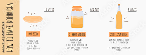 How to make kombucha guide. Kombucha fermented probiotic homemade drink recipe banner. Tea mushroom brewing method with scoby. Healthy tea fungus drink ingredients. Flat hand drawn vector illustration photo